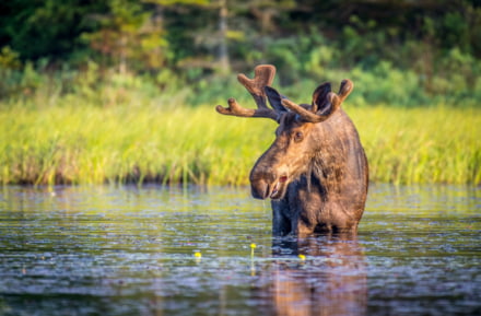 Alce en el Parque Algonquin