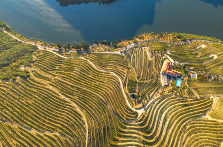 Anabú del vino en el Duero