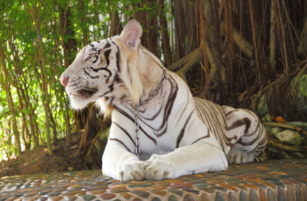 Tigre Blanco en Pattaya