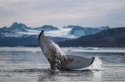 Whalewatching in Greenland