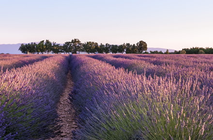 champs de lavende provence france
