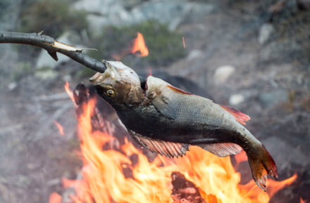 Fisch über Lagerfeuer, Lappland
