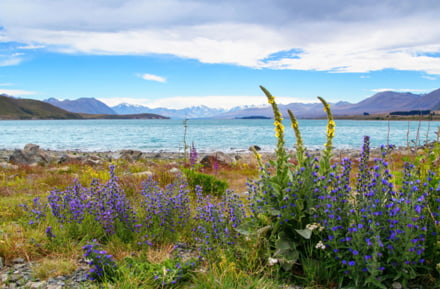 car rental new zealand