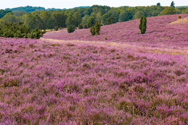 Lüneburger Heide