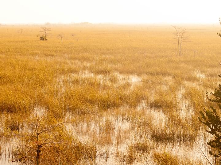 Everglades