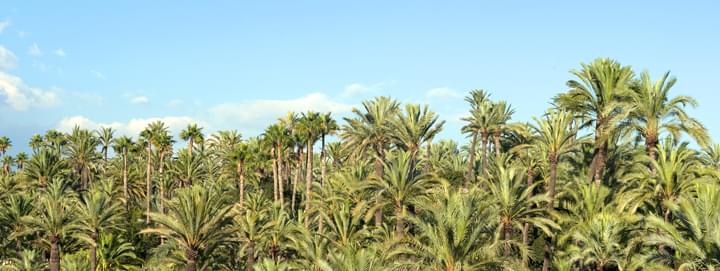Palmenwald in Elche