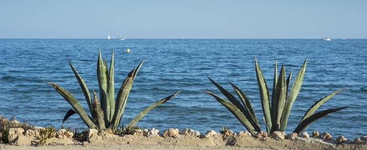 Baix Vinalopó mit Blick aufs Meer und zwei Kakteen
