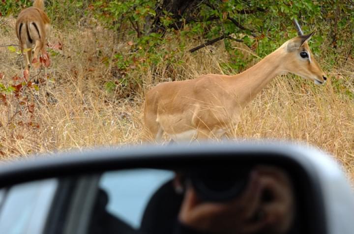 Safari mit dem Mietwagen