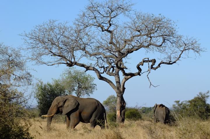 Pures Safari-Erleben