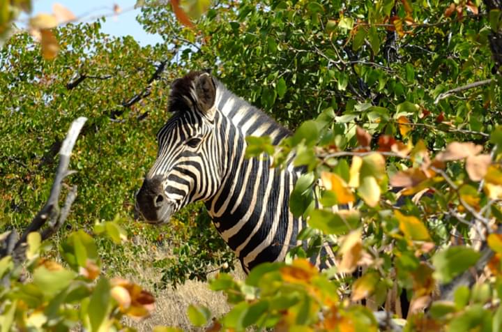 Nach langem Warten: Ein Zebra