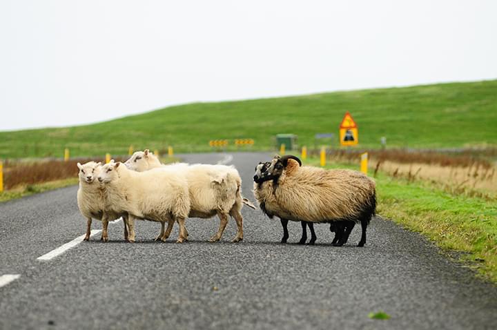 Island: Schafe auf der Straße