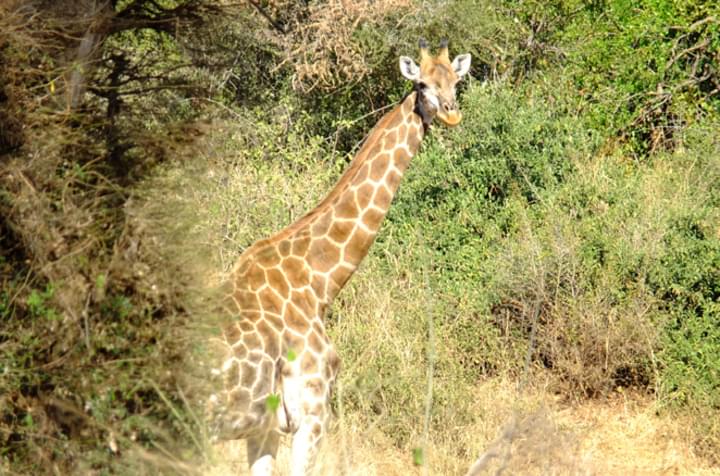 Auf Safari mit dem Mietwagen