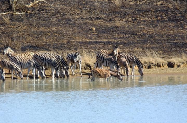 Zebras im Wasser