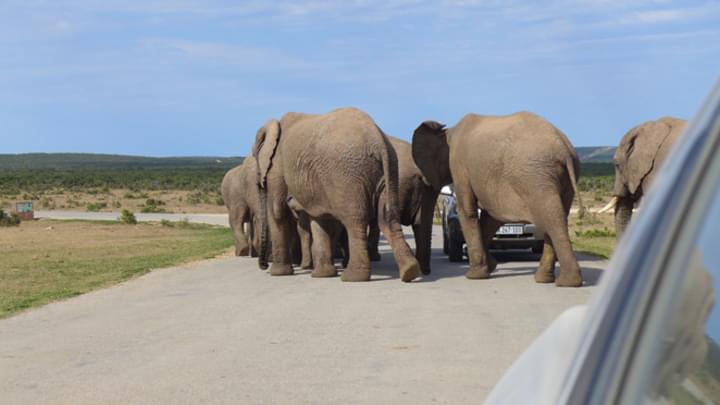 Das ursprüngliche Elefantenrennen