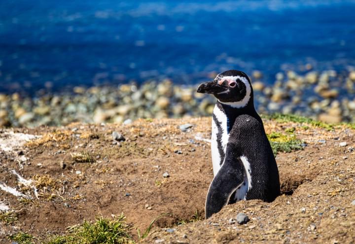 Pinguino en Punta Arenas
