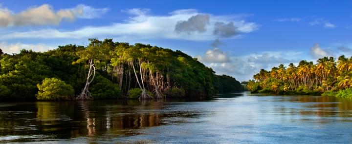Mangroven in Trinidad and Tobago
