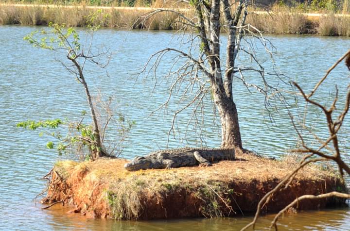 Krokodile beobachten