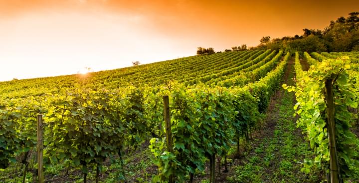 Mietwagen Worms Weinberg