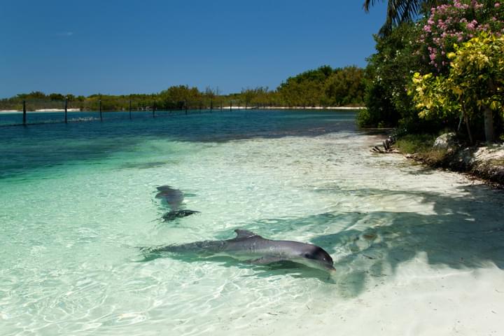 Delfines en Varadero, Cuba