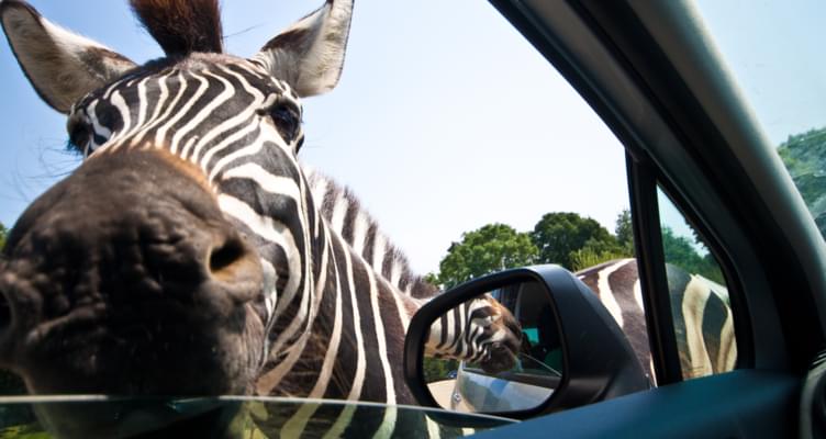 Mietwagenrundreise Südafrika: Atemberaubende Natur und wilde Tiere