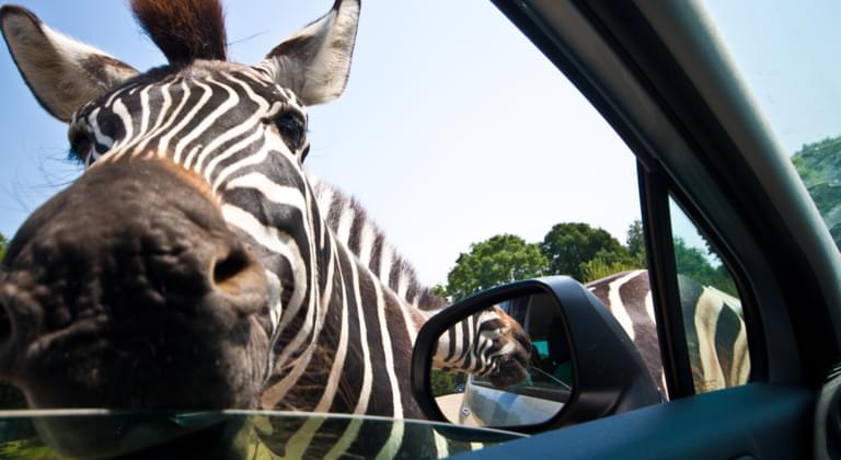 Mietwagenrundreise Südafrika: Atemberaubende Natur und wilde Tiere