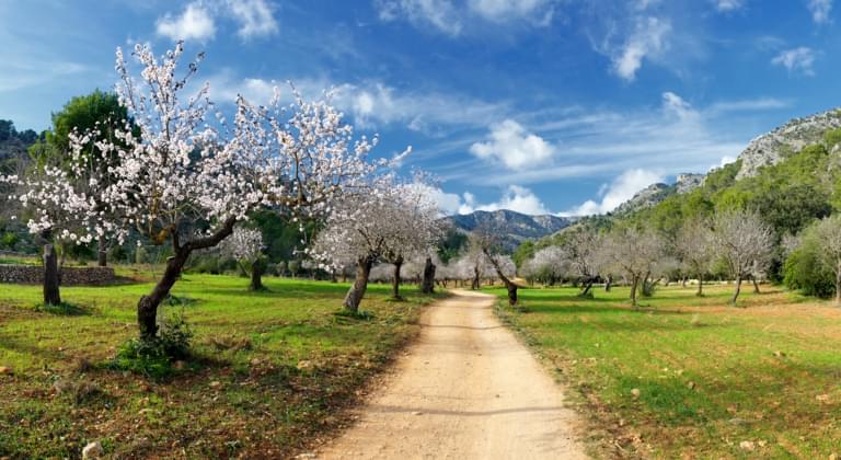 Frühling auf Mallorca: Die Zeit der Mandelblüte hat begonnen